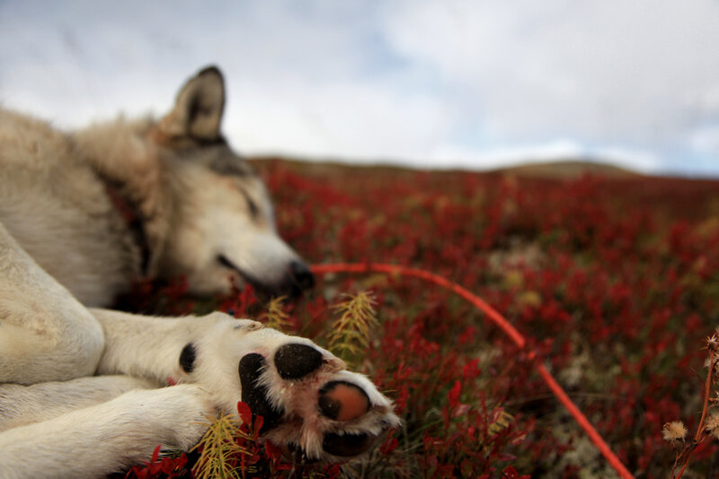 wolf resting in red field
