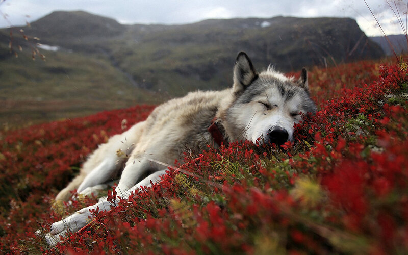 wolf resting in red flowers