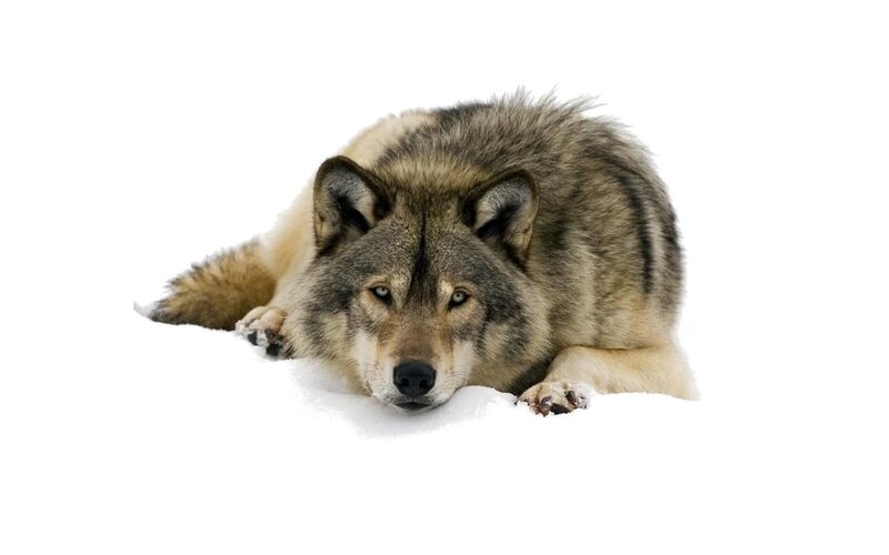 wolf resting in snow