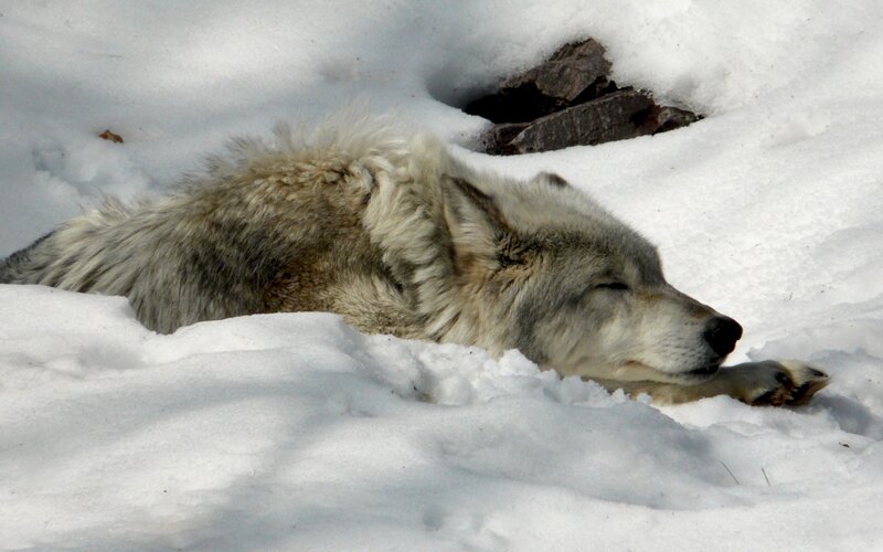 wolf resting in snow