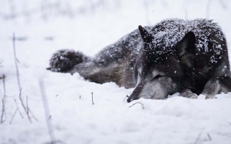 wolf resting in snow