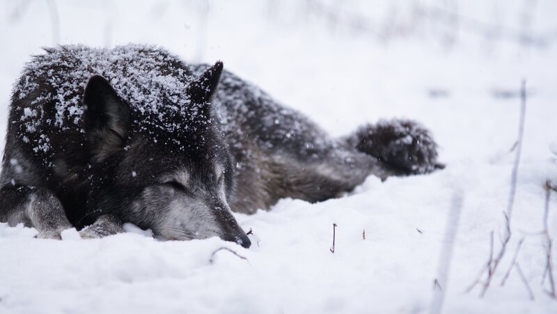 wolf resting in snow