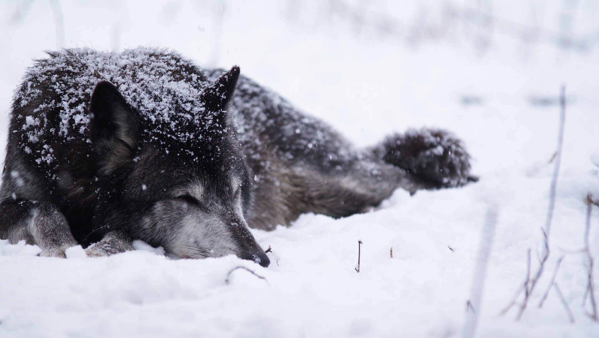 wolf resting in snow