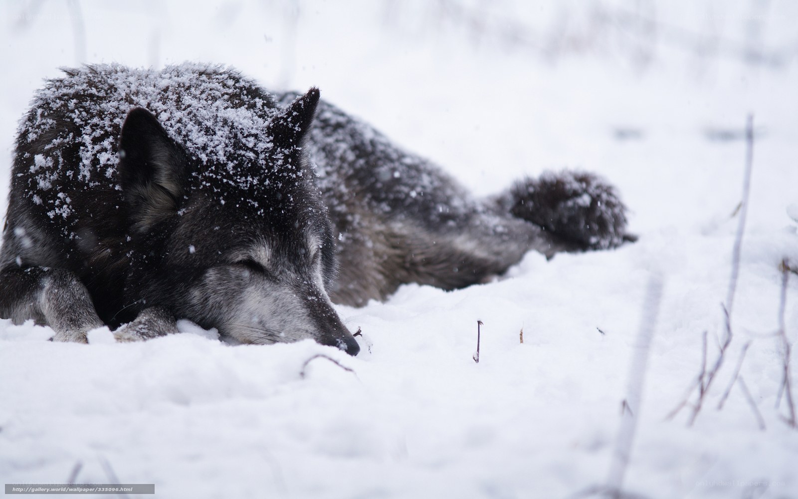 wolf resting in snow