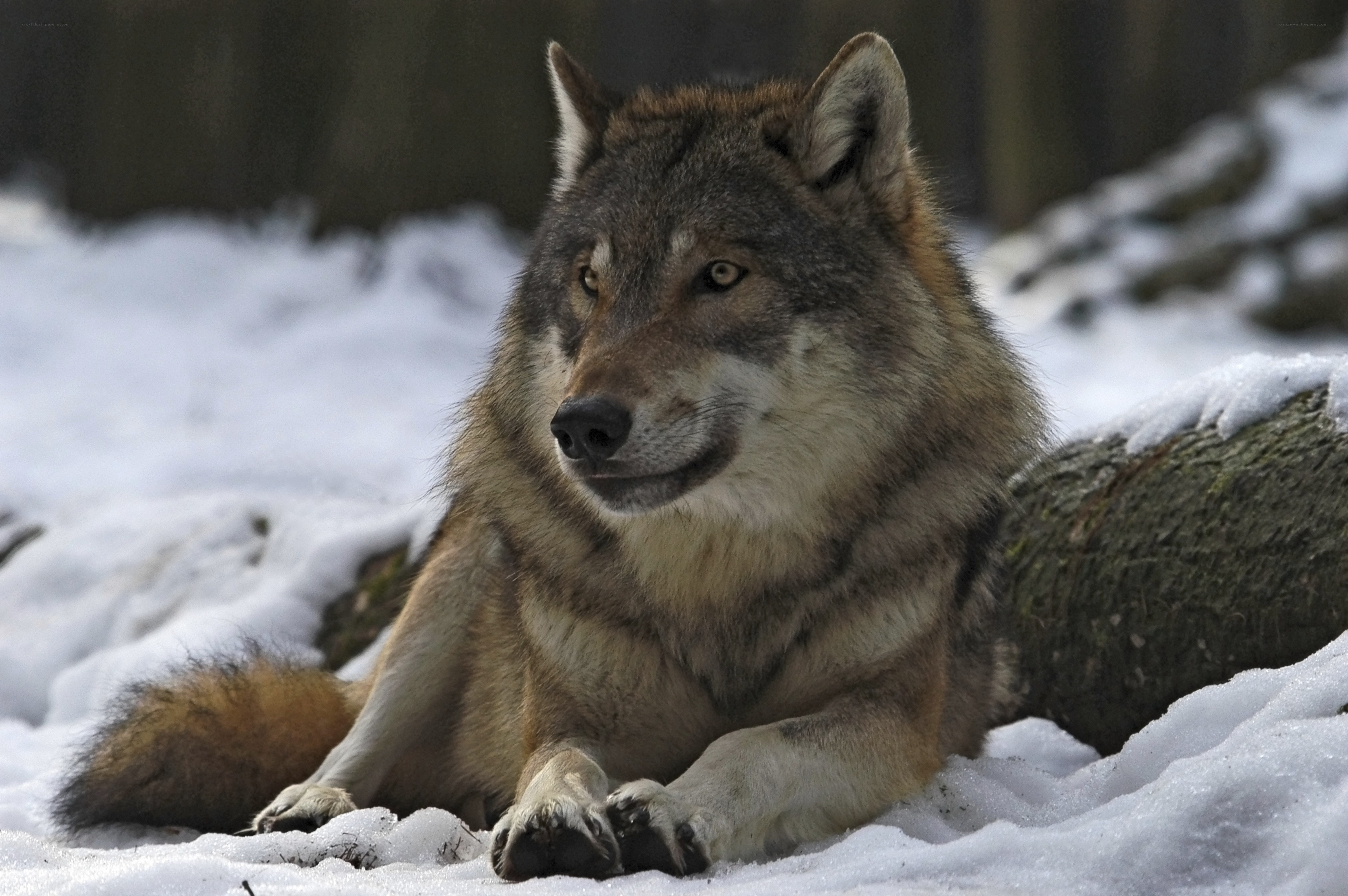 wolf resting in snow