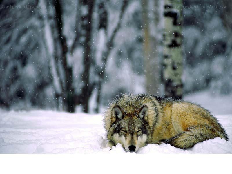 wolf resting in snow