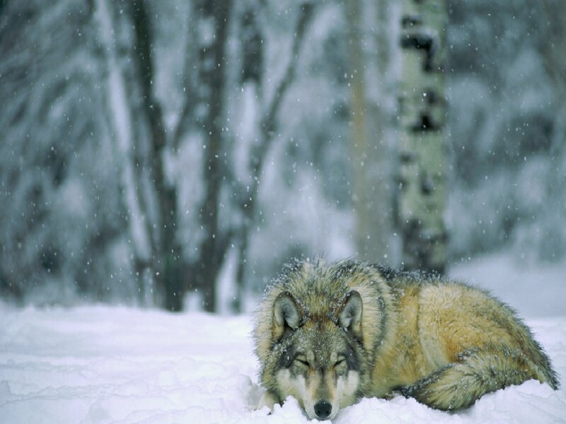 wolf resting in snow