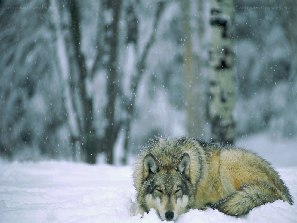 wolf resting in snow