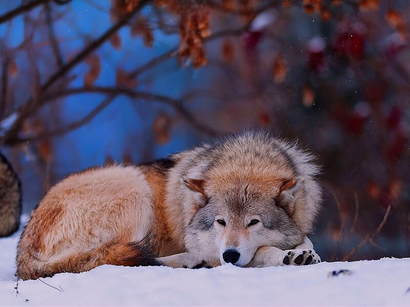 Wolf Resting in Snow — White, Calm