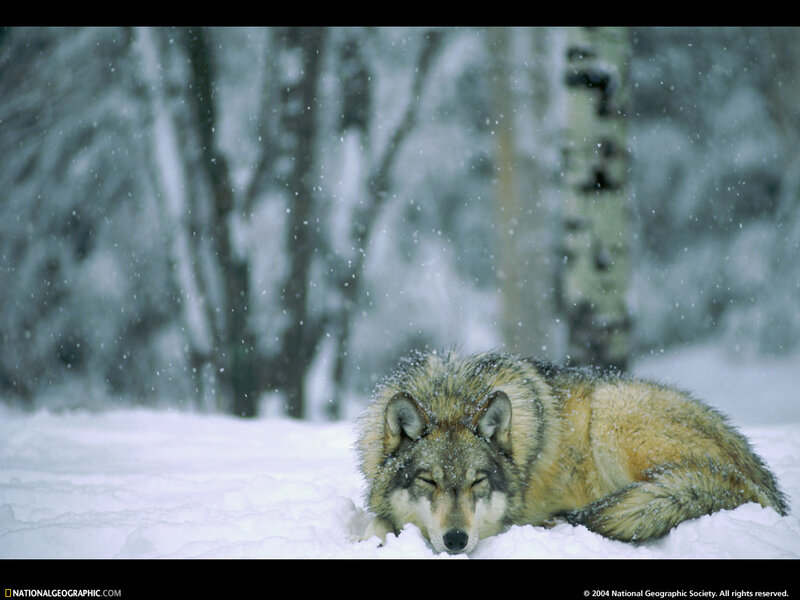 Wolf Resting in Snow — White, Calm, Winter, Photograph