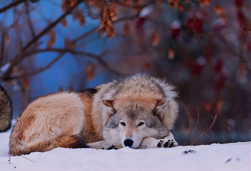 Wolf Resting in Snow — White, Calm, Winter, Photograph, Tree Branches, Berries