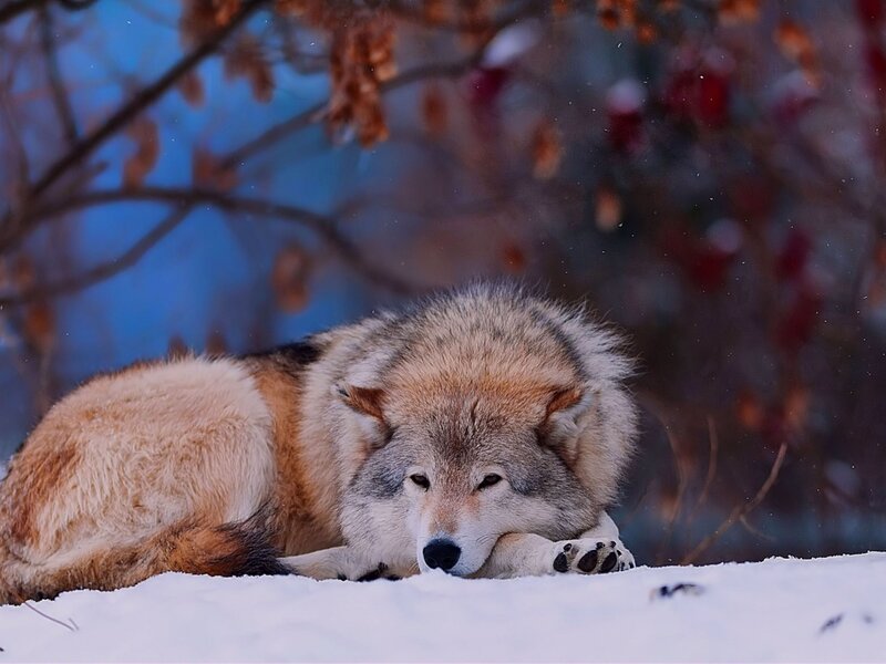 Wolf Resting in Snow — White, Calm, Winter, Photograph, Tree Branches