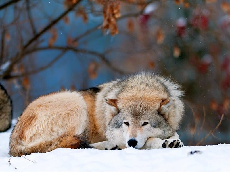 Wolf Resting in Snow — White
