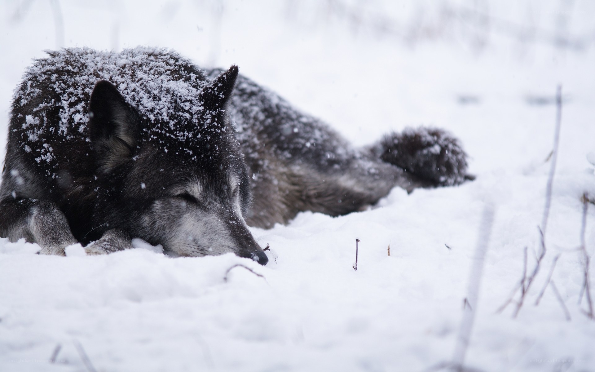 wolf resting in snow