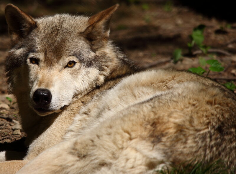 wolf resting in sunlight