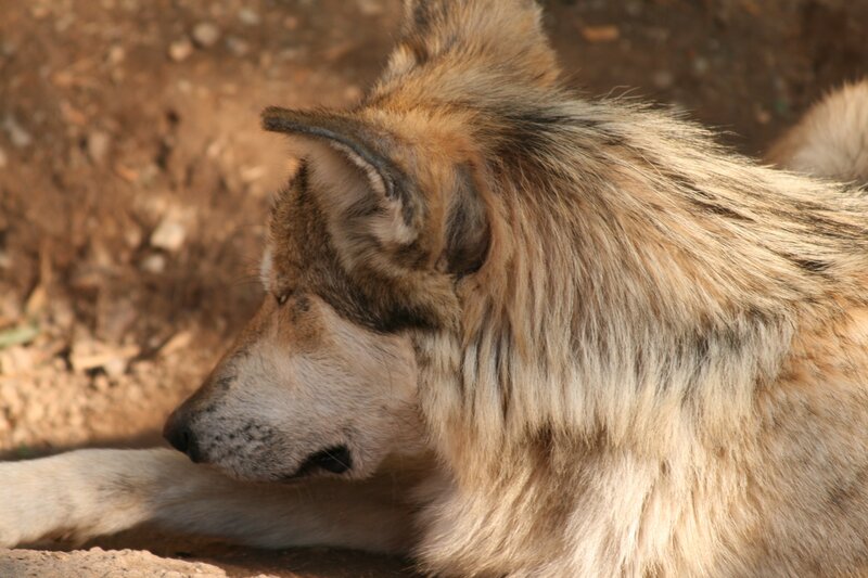 wolf resting in sunlight