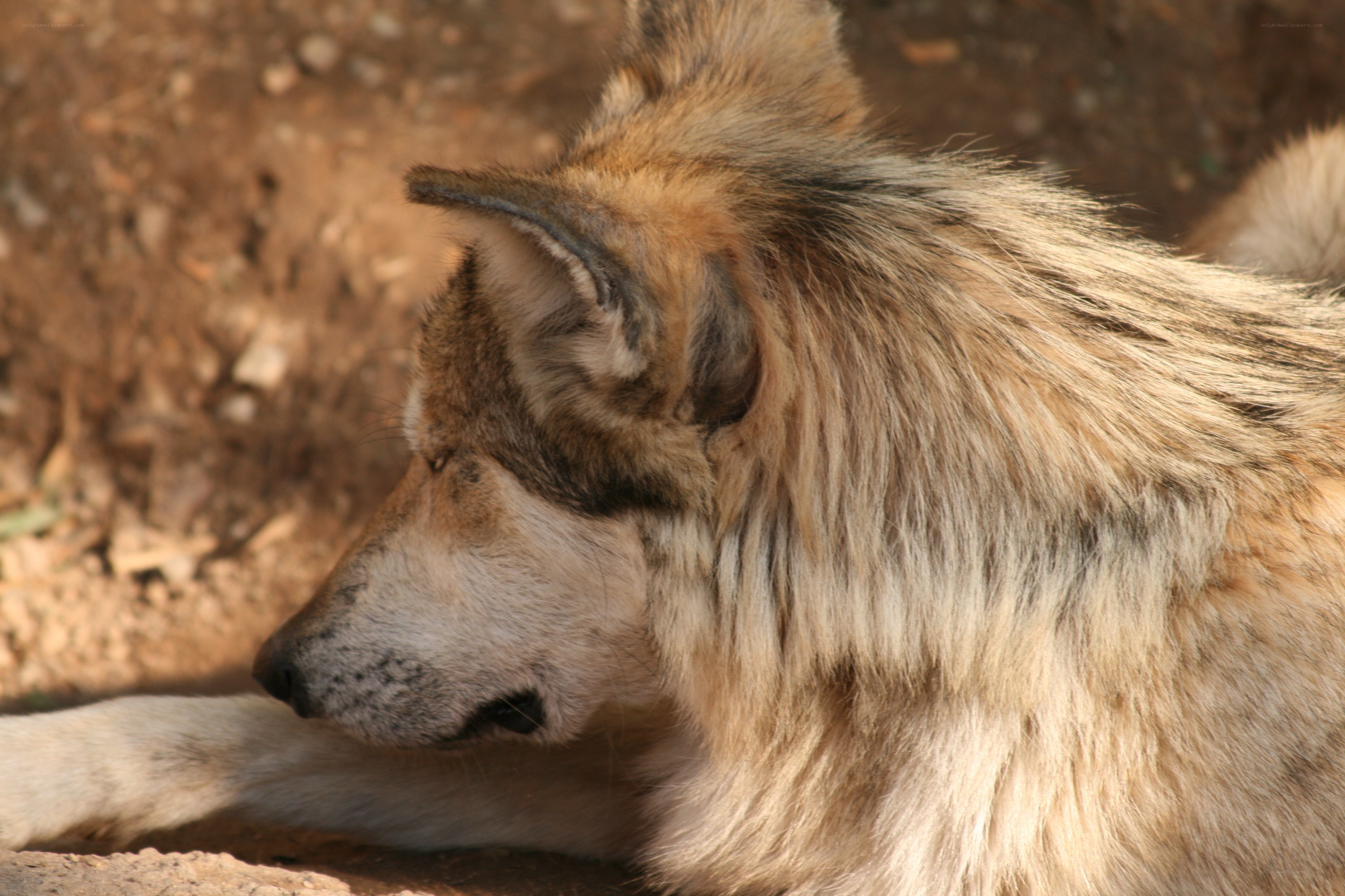 wolf resting in sunlight