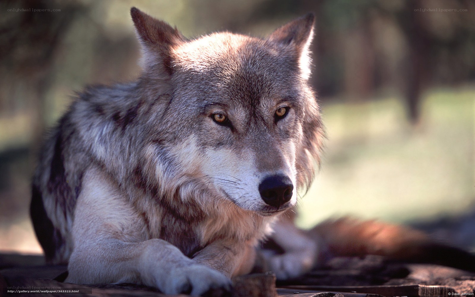 wolf resting in sunlight