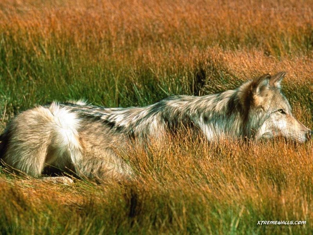 wolf resting in tall grass
