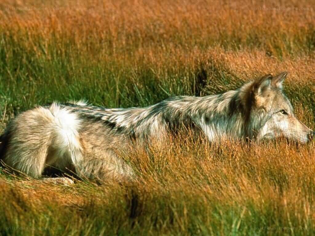 wolf resting in tall grass