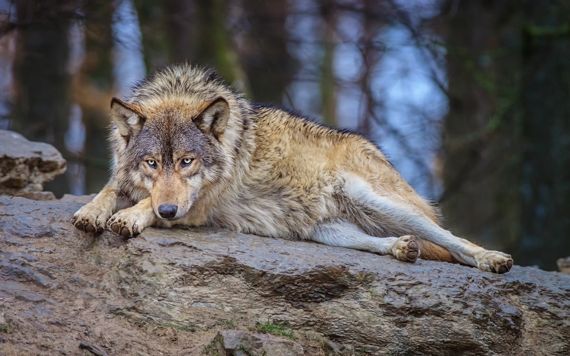 wolf resting on a rock