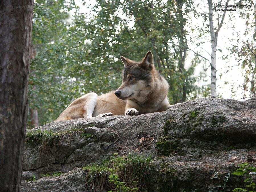 wolf resting on a rock