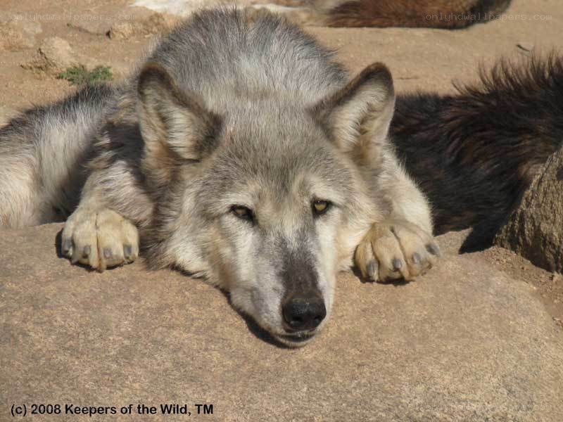 wolf resting on a rock