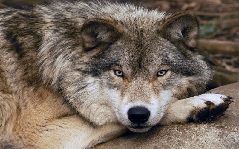 wolf resting on a rock