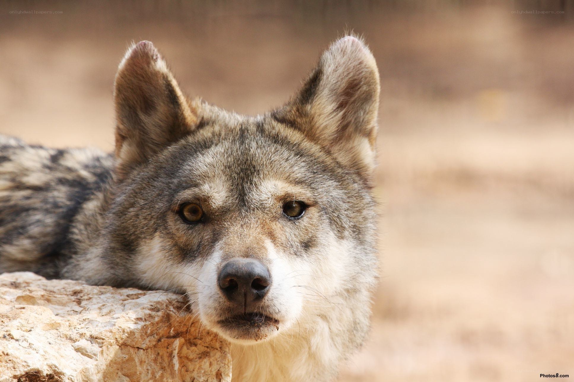 wolf resting on a rock