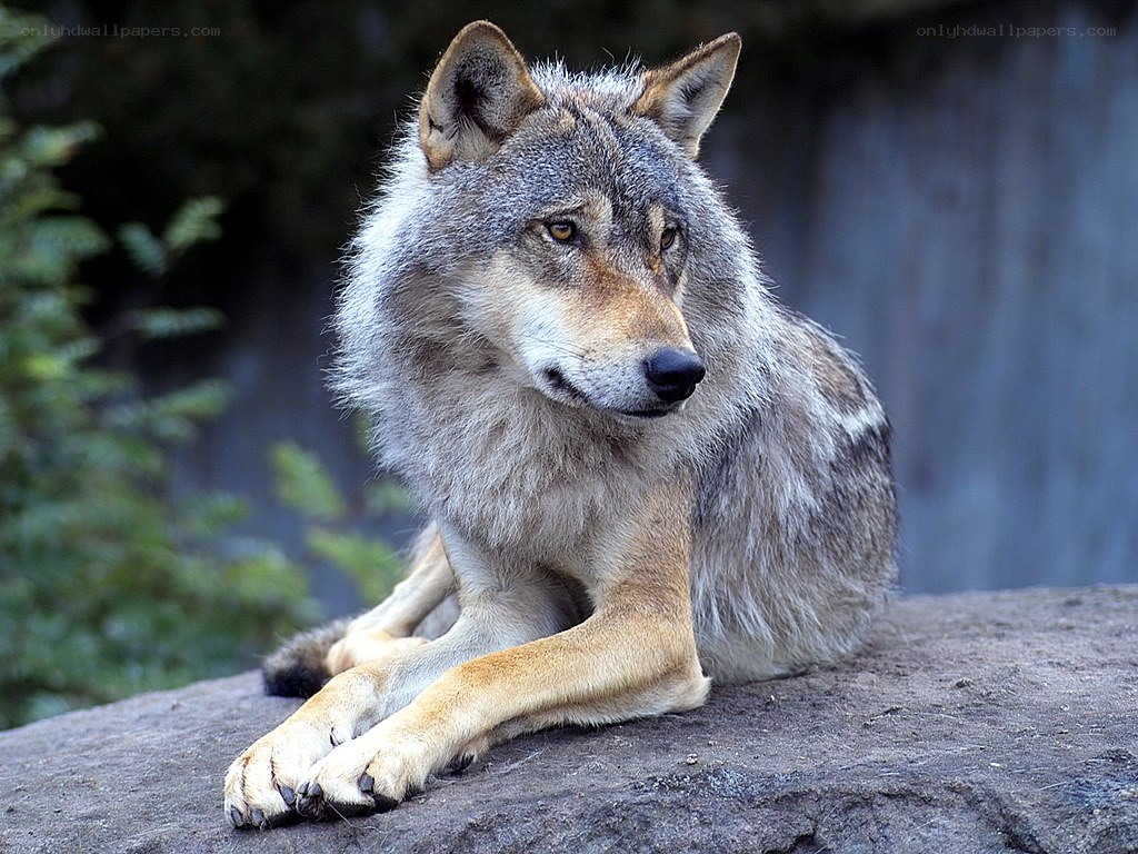 wolf resting on a rock