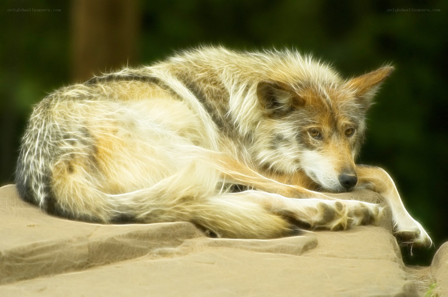wolf resting on a rock