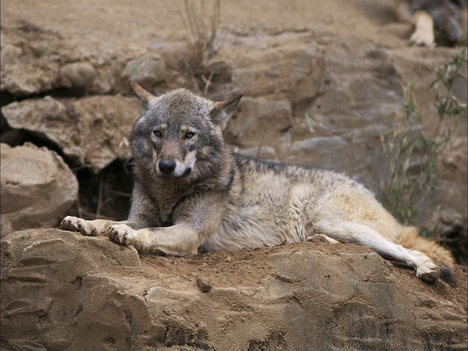 wolf resting on a rock