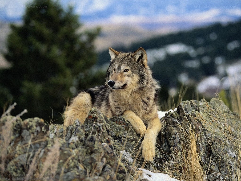 wolf resting on a rocky outcrop