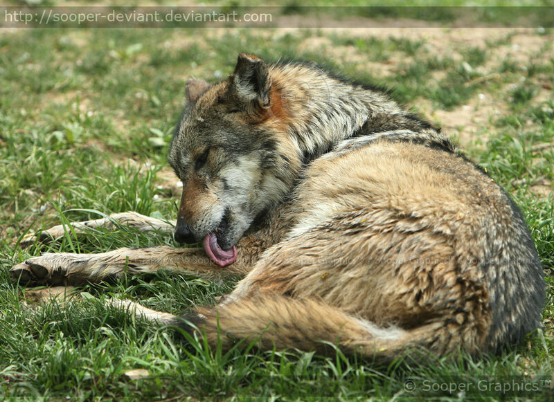 wolf resting on grass