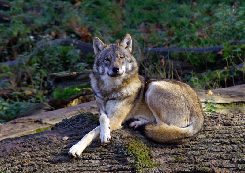 Wolf Resting on Log