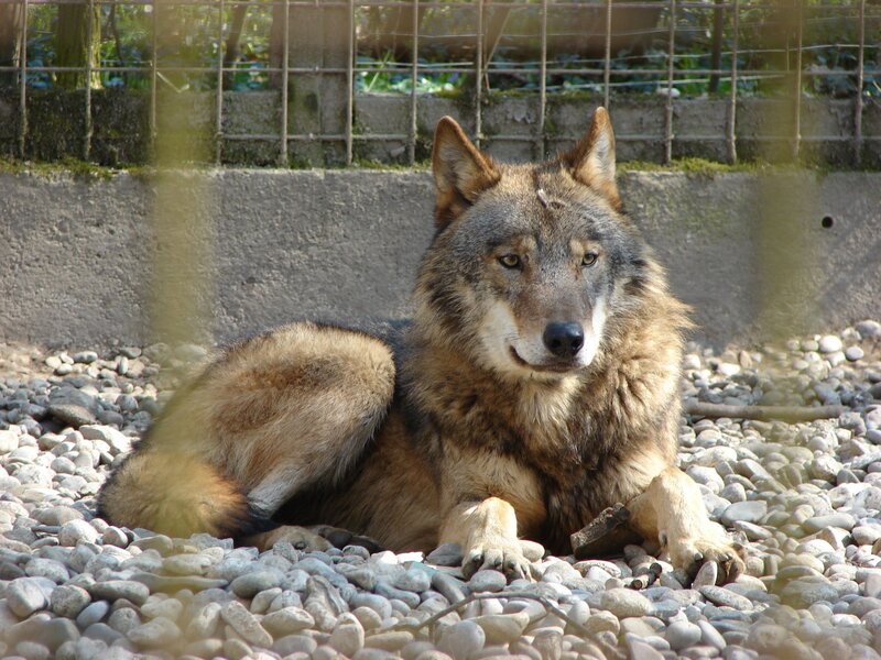 wolf resting on pebbles