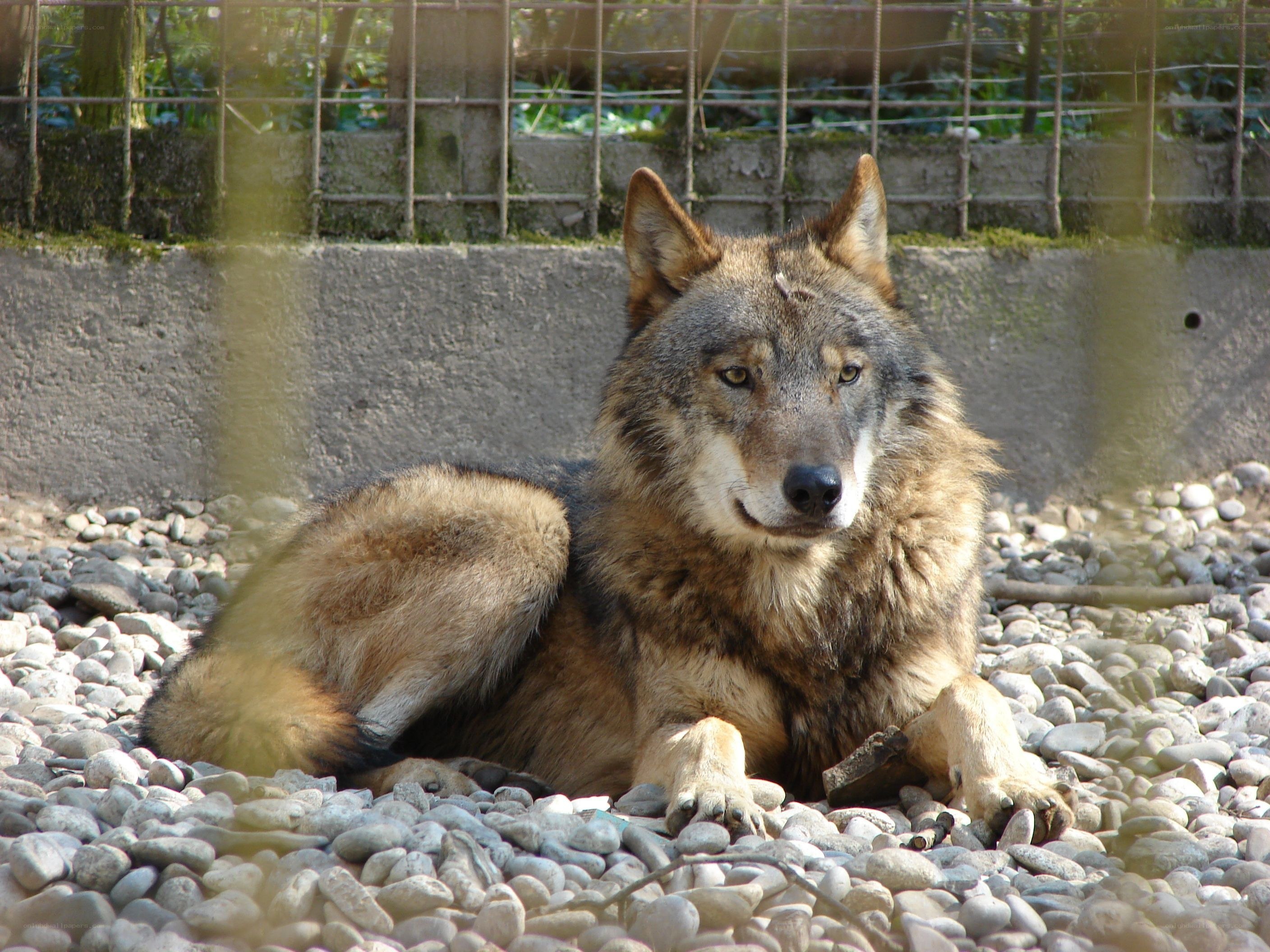 wolf resting on pebbles