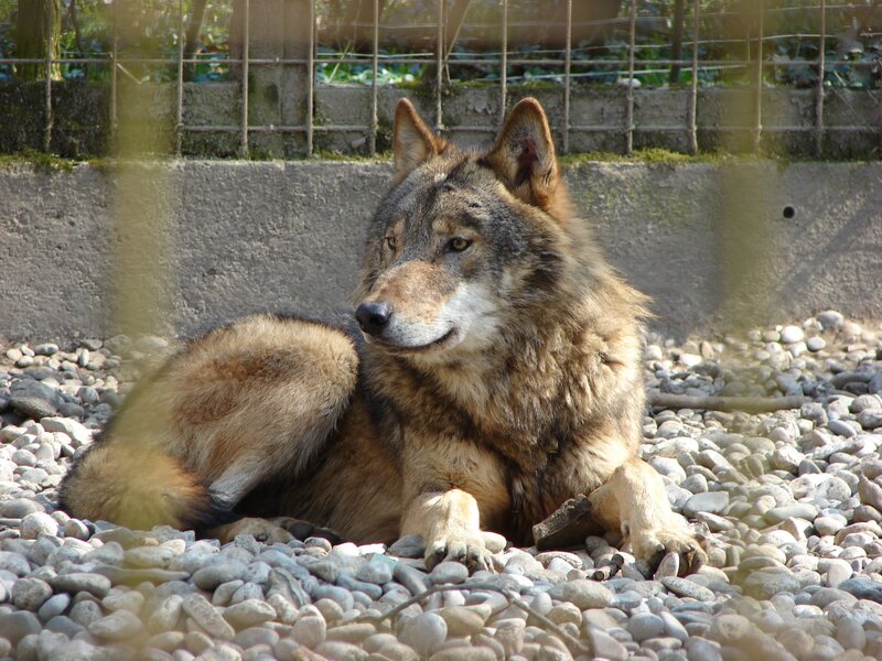 wolf resting on pebbles