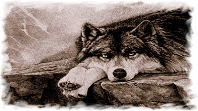 Wolf Resting on Rock — Brown