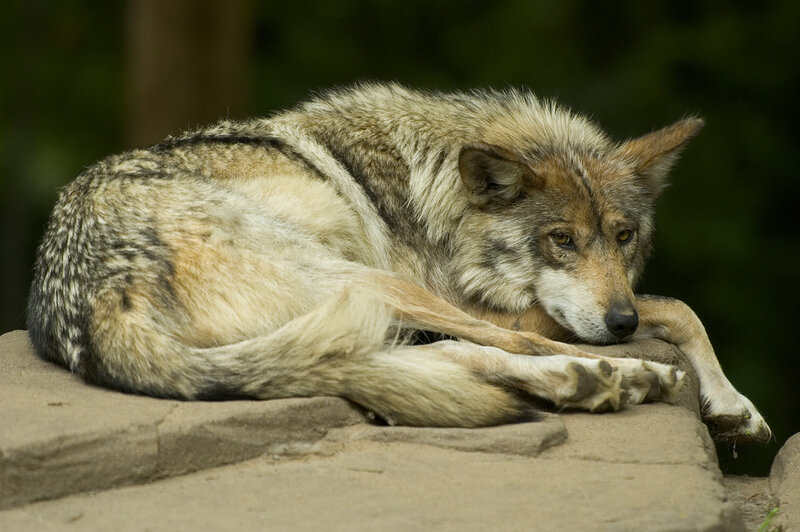 Wolf Resting on Rock — Gray