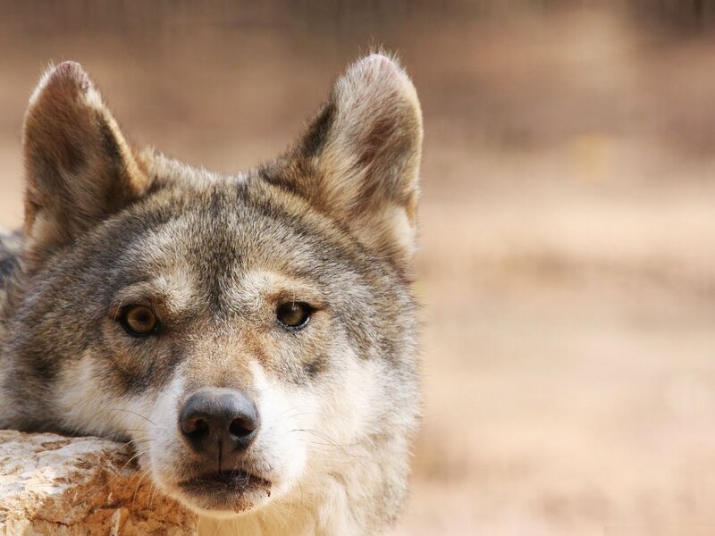 Wolf Resting on Rock