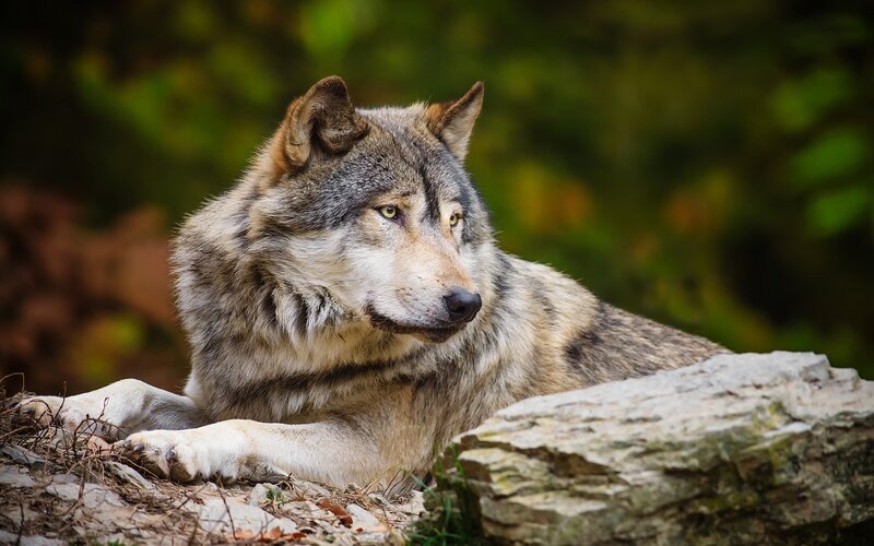 wolf resting on rocks