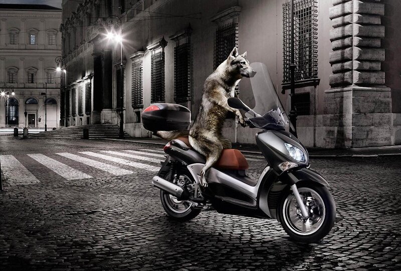 wolf riding a scooter