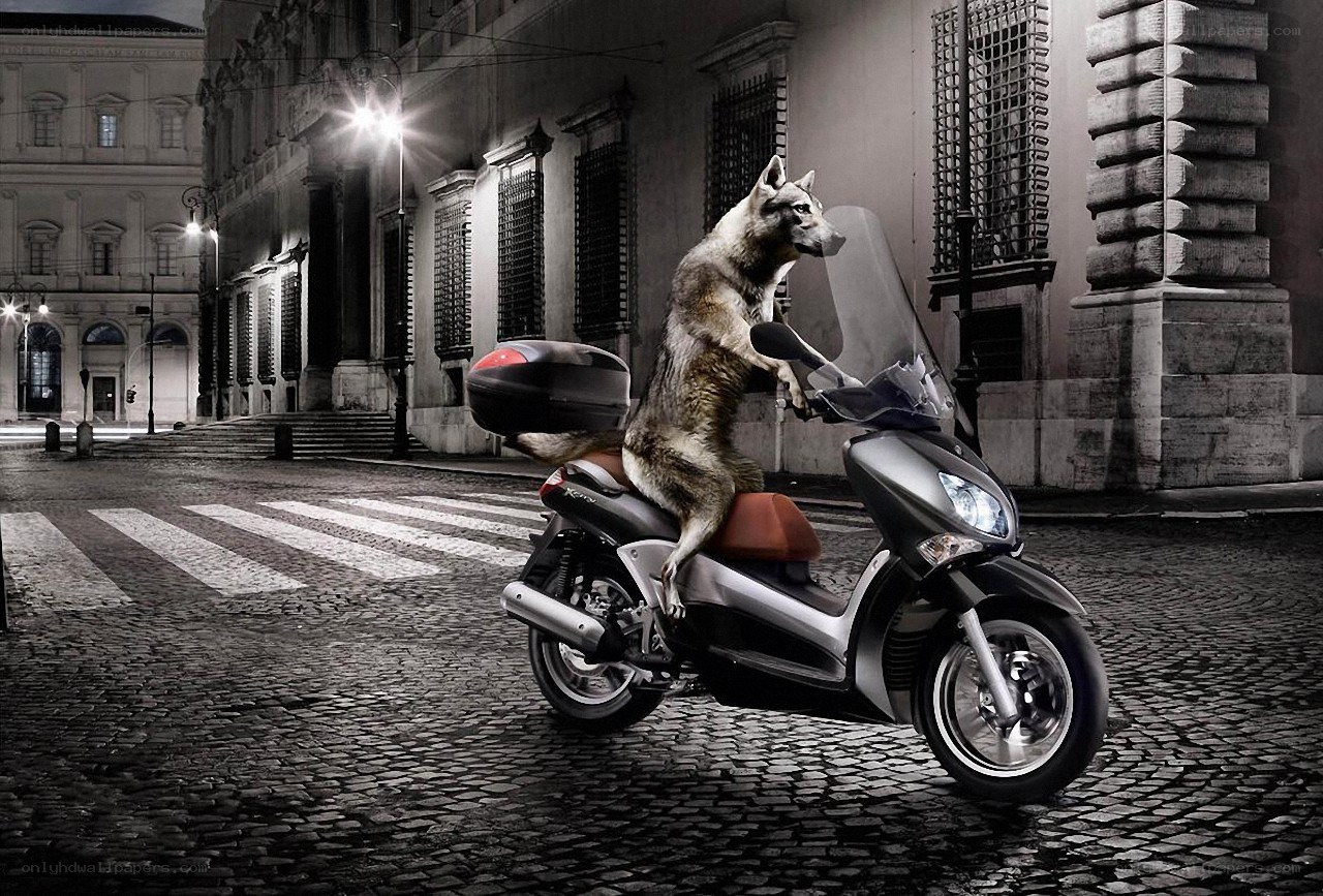 wolf riding a scooter