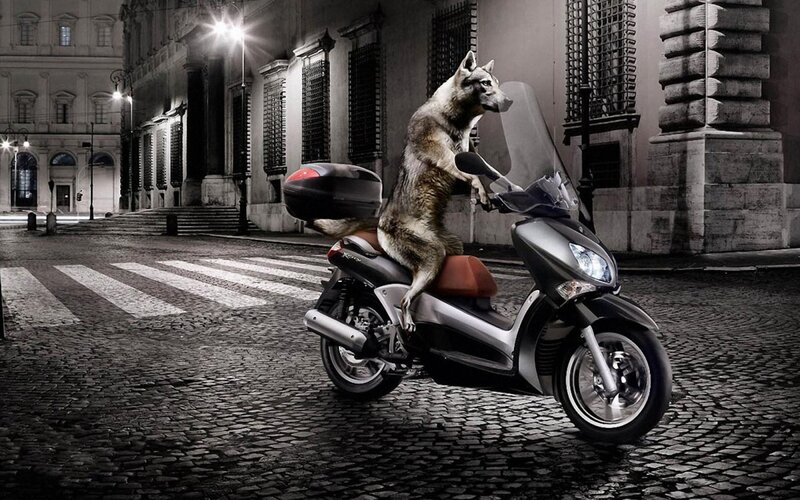wolf riding scooter at night