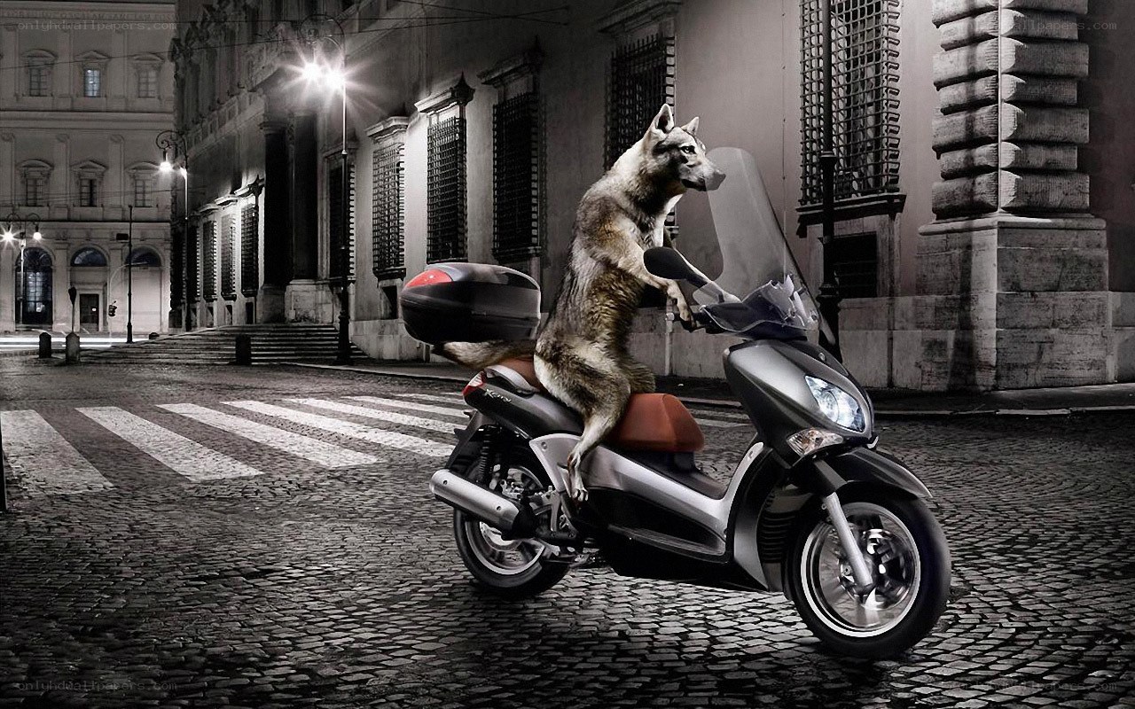 wolf riding scooter at night