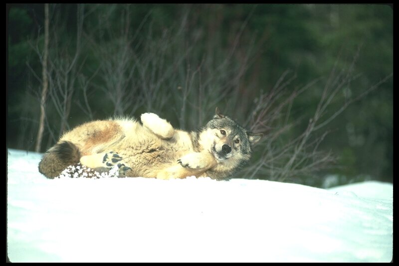 wolf rolling in snow
