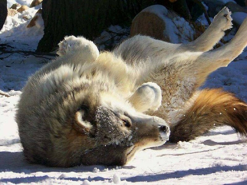 Wolf Rolling in Snow — White, Playful