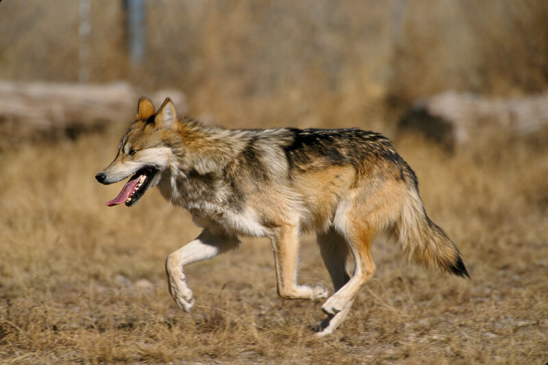 wolf running in field