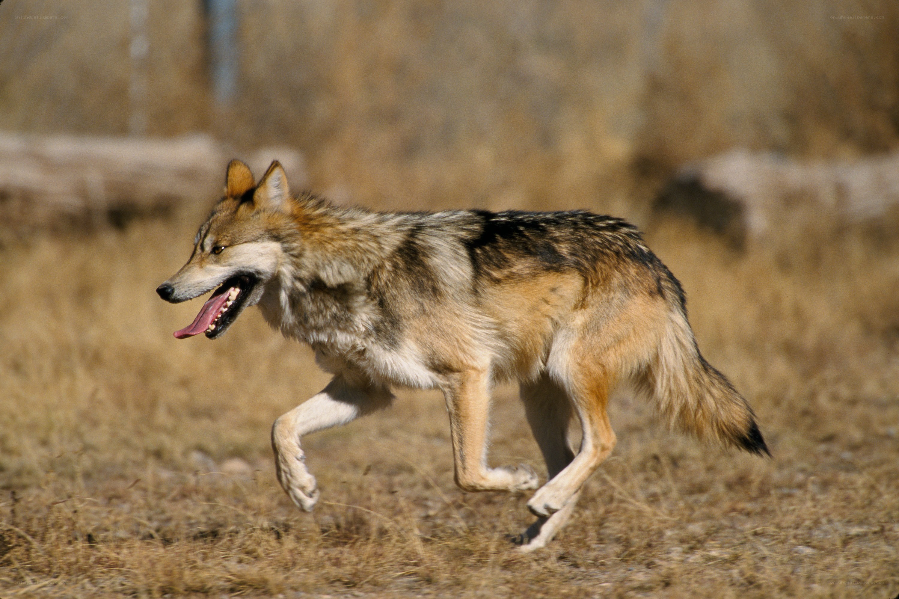 wolf running in field